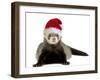 Ferret Wearing Christmas Hat-null-Framed Photographic Print