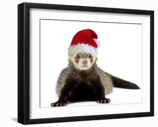 Ferret Wearing Christmas Hat-null-Framed Photographic Print