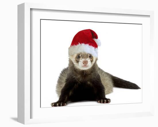 Ferret Wearing Christmas Hat-null-Framed Photographic Print