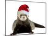 Ferret Wearing Christmas Hat-null-Mounted Photographic Print