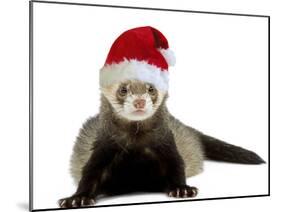 Ferret Wearing Christmas Hat-null-Mounted Photographic Print