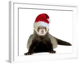 Ferret Wearing Christmas Hat-null-Framed Photographic Print
