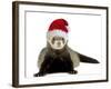 Ferret Wearing Christmas Hat-null-Framed Photographic Print