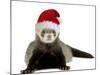 Ferret Wearing Christmas Hat-null-Mounted Photographic Print