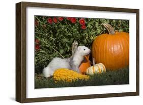 Ferret-Lynn M^ Stone-Framed Photographic Print