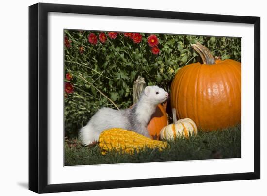 Ferret-Lynn M^ Stone-Framed Photographic Print