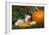 Ferret-Lynn M^ Stone-Framed Photographic Print