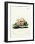 Ferret-null-Framed Giclee Print