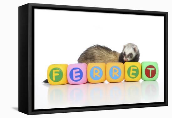 Ferrets 001-Andrea Mascitti-Framed Stretched Canvas