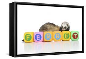 Ferrets 001-Andrea Mascitti-Framed Stretched Canvas