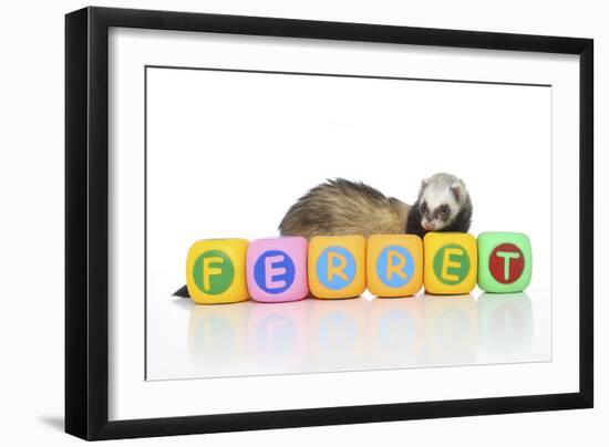 Ferrets 001-Andrea Mascitti-Framed Premium Photographic Print