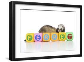 Ferrets 001-Andrea Mascitti-Framed Premium Photographic Print