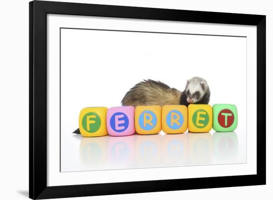 Ferrets 001-Andrea Mascitti-Framed Photographic Print