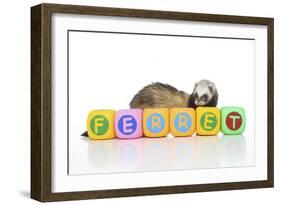 Ferrets 001-Andrea Mascitti-Framed Photographic Print