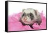 Ferrets 002-Andrea Mascitti-Framed Stretched Canvas