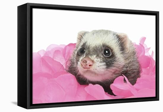 Ferrets 002-Andrea Mascitti-Framed Stretched Canvas