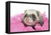 Ferrets 002-Andrea Mascitti-Framed Stretched Canvas