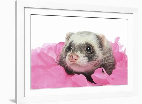 Ferrets 002-Andrea Mascitti-Framed Photographic Print