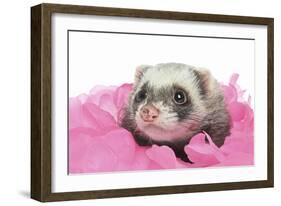 Ferrets 002-Andrea Mascitti-Framed Photographic Print