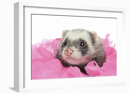 Ferrets 002-Andrea Mascitti-Framed Photographic Print