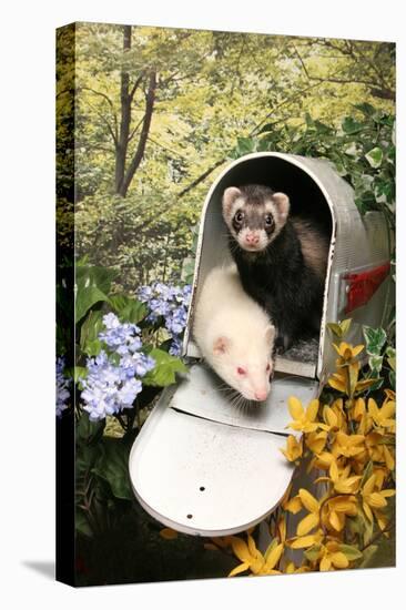 Ferrets In A Mailbox-Blueiris-Stretched Canvas