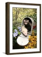 Ferrets In A Mailbox-Blueiris-Framed Photographic Print