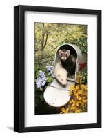 Ferrets In A Mailbox-Blueiris-Framed Photographic Print