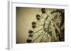 Ferris Wheel-Kuzma-Framed Photographic Print