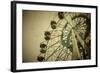 Ferris Wheel-Kuzma-Framed Photographic Print