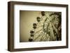 Ferris Wheel-Kuzma-Framed Photographic Print