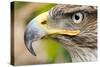 Ferruginous Buzzard-null-Stretched Canvas