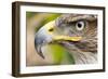 Ferruginous Buzzard-null-Framed Photographic Print