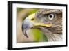 Ferruginous Buzzard-null-Framed Photographic Print