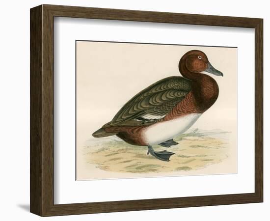 Ferruginous Duck-Beverley R. Morris-Framed Giclee Print