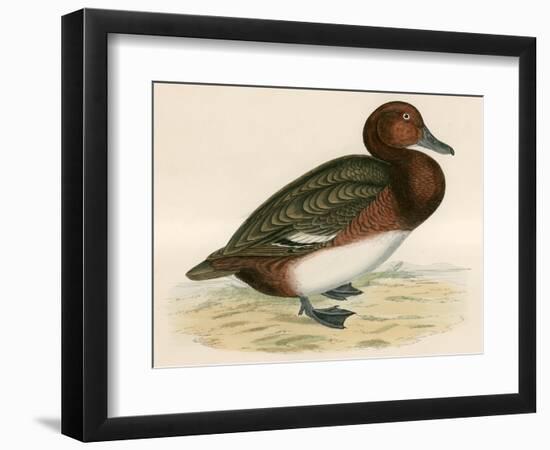 Ferruginous Duck-Beverley R. Morris-Framed Giclee Print