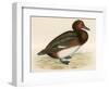 Ferruginous Duck-Beverley R. Morris-Framed Giclee Print