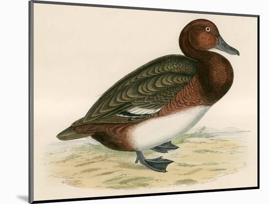 Ferruginous Duck-Beverley R. Morris-Mounted Giclee Print