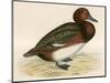 Ferruginous Duck-Beverley R. Morris-Mounted Giclee Print