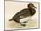 Ferruginous Duck-Beverley R. Morris-Mounted Giclee Print