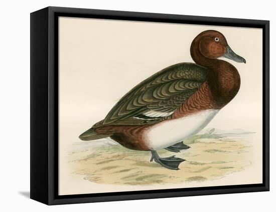 Ferruginous Duck-Beverley R. Morris-Framed Stretched Canvas