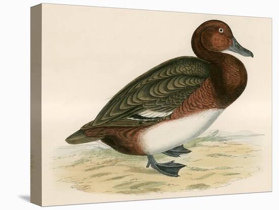 Ferruginous Duck-Beverley R. Morris-Stretched Canvas