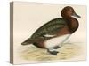 Ferruginous Duck-Beverley R. Morris-Stretched Canvas