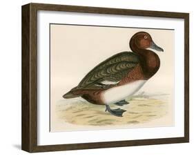 Ferruginous Duck-Beverley R. Morris-Framed Giclee Print