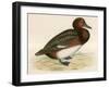 Ferruginous Duck-Beverley R. Morris-Framed Giclee Print