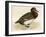 Ferruginous Duck-Beverley R. Morris-Framed Giclee Print