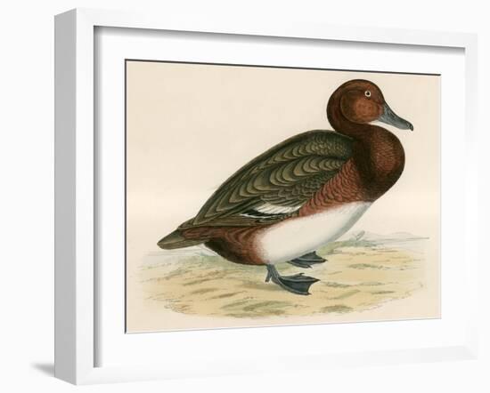 Ferruginous Duck-Beverley R. Morris-Framed Giclee Print