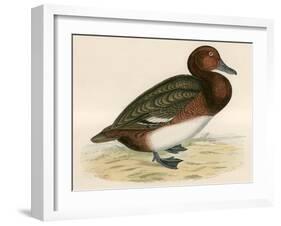 Ferruginous Duck-Beverley R. Morris-Framed Giclee Print