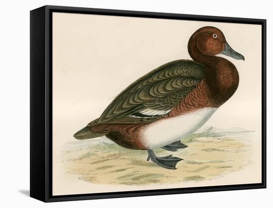 Ferruginous Duck-Beverley R. Morris-Framed Stretched Canvas