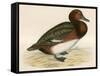 Ferruginous Duck-Beverley R. Morris-Framed Stretched Canvas