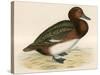 Ferruginous Duck-Beverley R. Morris-Stretched Canvas